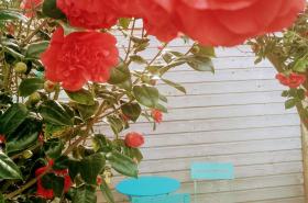 O Douceurs Sucrées Cabourg - photo 26