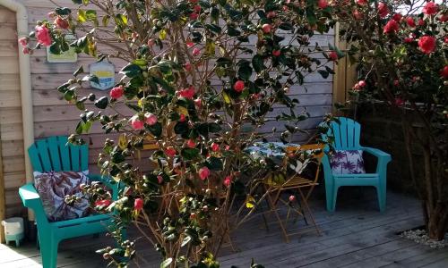 O Douceurs Sucrées Cabourg - photo 2